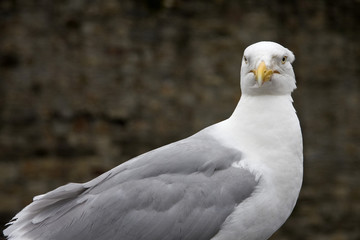Gaviota