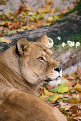 Lioness