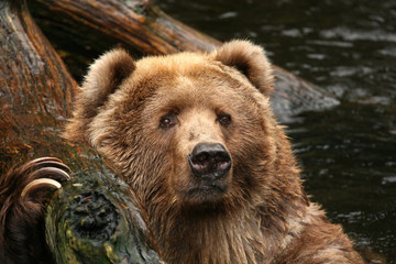 Fototapeta premium Bear in the water looking at you