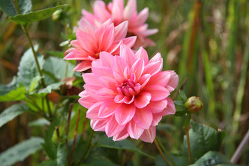Rosa farbene dahlien (asteraceae)