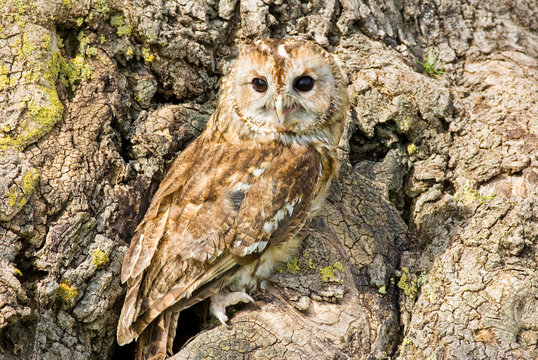 Tawny Owl on tree trunk (close-up)