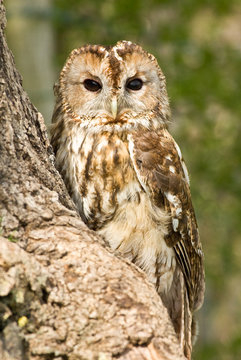 Tawny Owl portrait