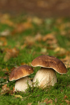 Autumn scene: two mushrooms