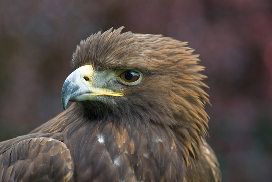 Golden Eagle (Portrait)