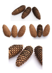 pine cones isolated on white
