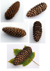pine cones isolated on white