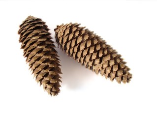 pine cones isolated on white