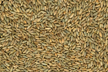 rye berries background
