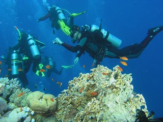 Naklejka na ściany i meble Divers on the reef