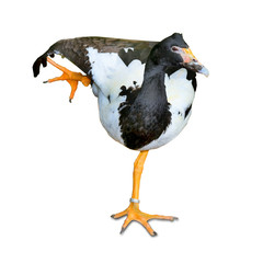 Akrobatischer Vogel auf einem Bein