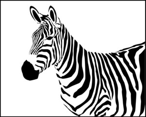 Fototapeta na wymiar Vector illustration of zebra