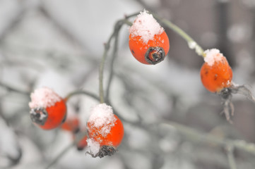 Hagebutten mit Schneehaube