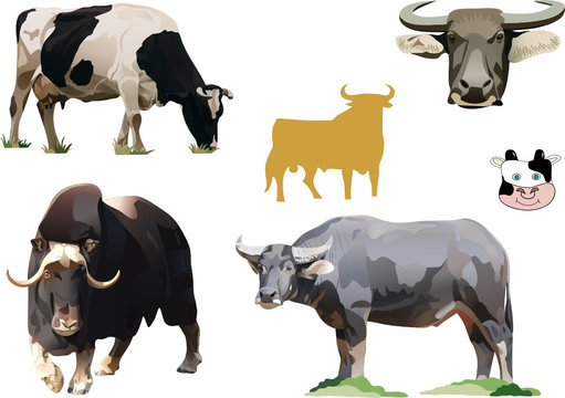 the illustration of cows and bulls