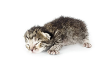 peque&ntilde;o gatito durmiendo