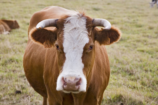 vache : portrait de face
