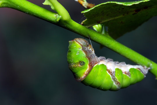 Common Mormon (Papilio Polytes)