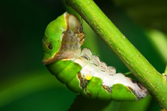 Common Mormon (Papilio Polytes)