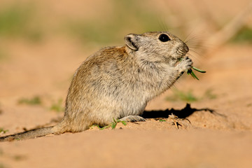 Whistling rat (Parotomys brantsii), Kalahari, South Africa