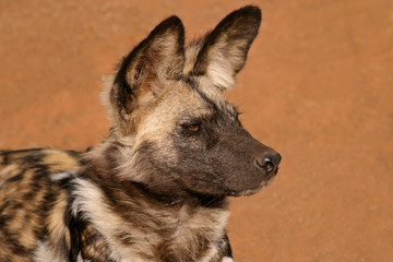 African wild dog (Lycaon pictus), South Africa