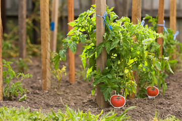 Tomato plants
