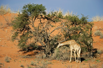 A giraffe feeding on a camel thorn tree, Kalahari, South Africa