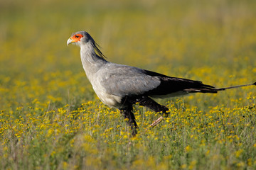 Secretary bird (Sagittarius serpentarius), South Africa