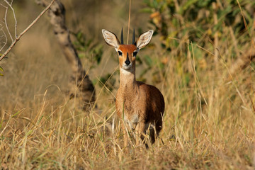 Naklejka na ściany i meble Steenbok (Raphicerus polny), Kruger N / P, Republika Południowej Afryki