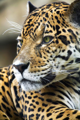 Leopard Portrait Close up