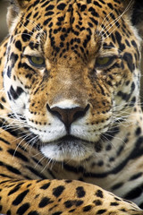 Fototapeta na wymiar Portret Leopard Zamknij