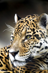 Leopard Portrait Close up