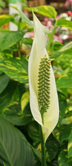 anthurium blanc