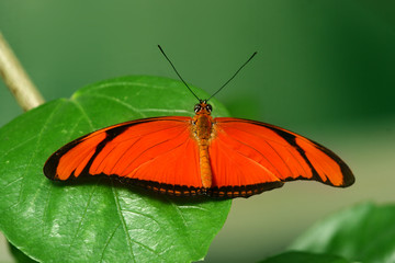 Schmetterling
