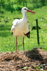 Storch