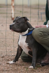 l'american staffordshire terrier qui attend avec son maitre