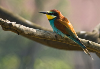 Bee-eater resting