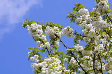 Arbre en fleurs