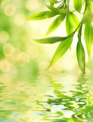 Bamboebladeren weerspiegeld in gesmolten water
