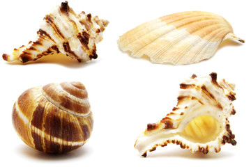 Collection shells