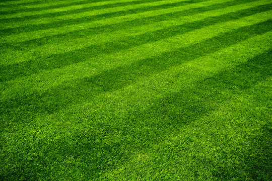 Pelouse fraichement  tondue