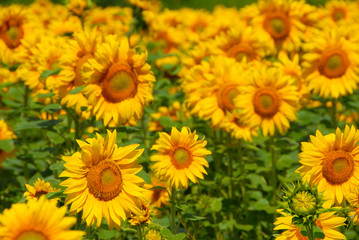 Fototapeta na wymiar a field of sunflowers