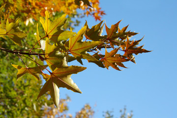 Obraz premium Colour autumn leaves