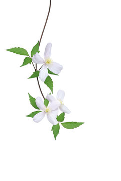 Clematis