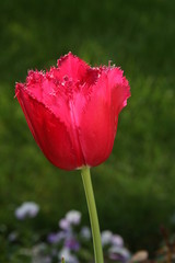 rote Tulipa (Tulpe)