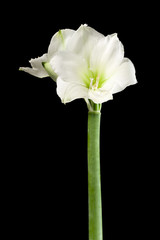Amaryllis
