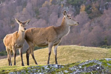 Red Deer Pair