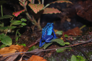 Blue frog  forest