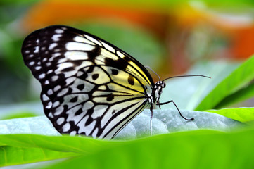 Miniature Kite