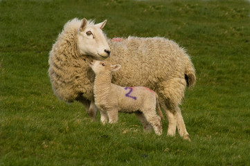 Obraz premium Lamb and sheep