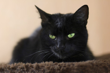 schwarze Katze