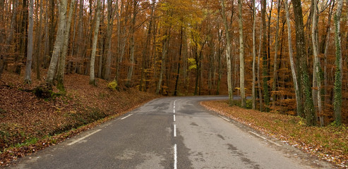 route en forêt